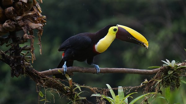 Bild von Tropenvogel aus Costa Rica
